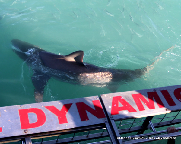 Bronze whaler shark