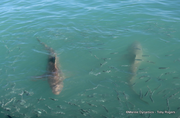 Bronze whaler shark