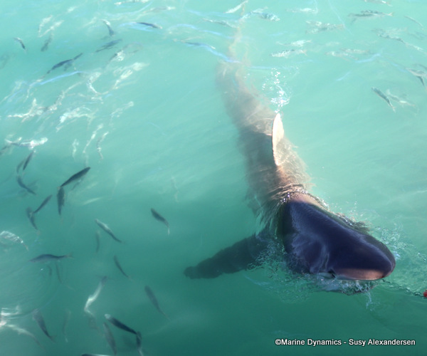 Bronze whaler shark