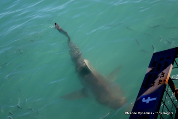 Bronze whaler shark