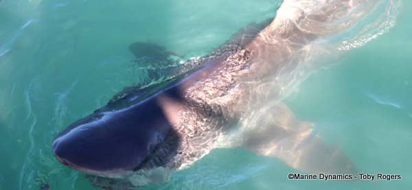Bronze whaler shark