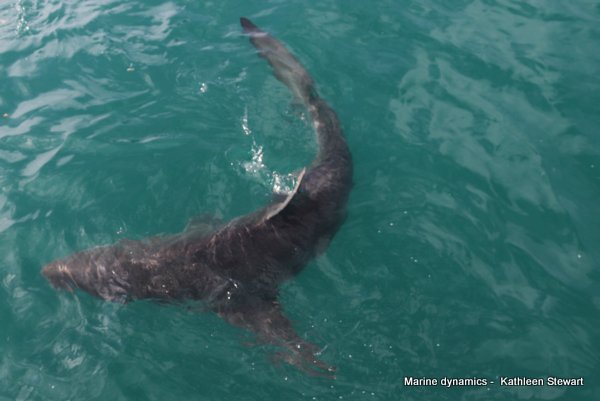 Bronze whaler shark, South Africa
