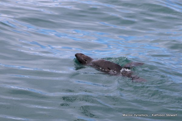 Cape Fur seal, South Africa