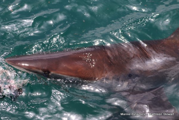 Copper shark, South Africa