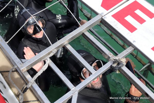 Shark cage diving, Gansbaai, South Africa