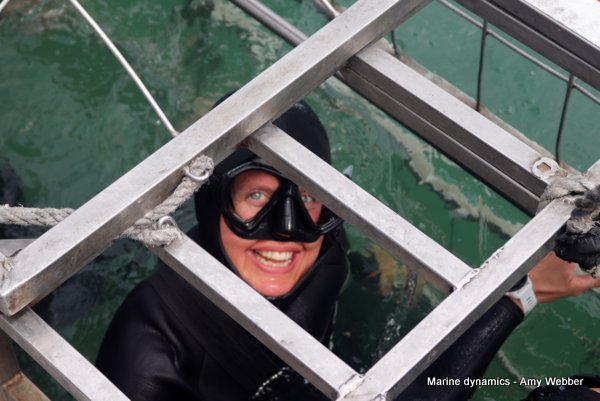 Shark cage diving, Gansbaai, South Africa