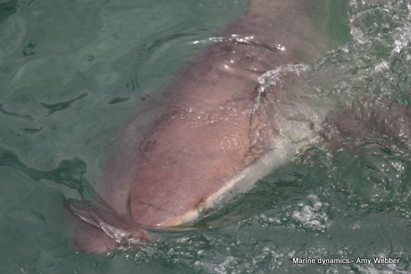 Bronze whaler shark, Gansbaai, South Africa