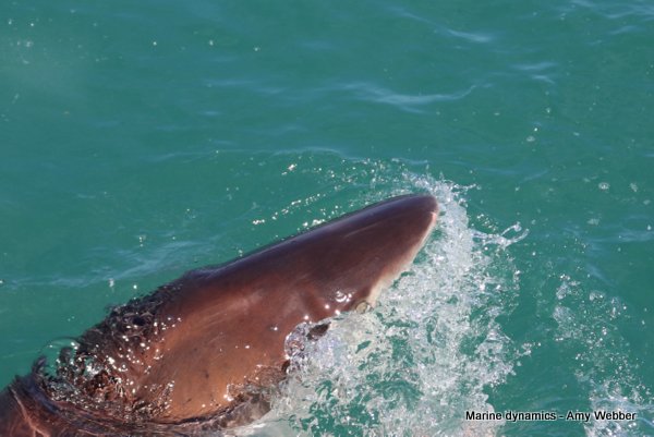 Bronze whaler shark, Gansbaai, South Africa