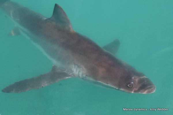 Bronze whaler shark, Gansbaai, South Africa