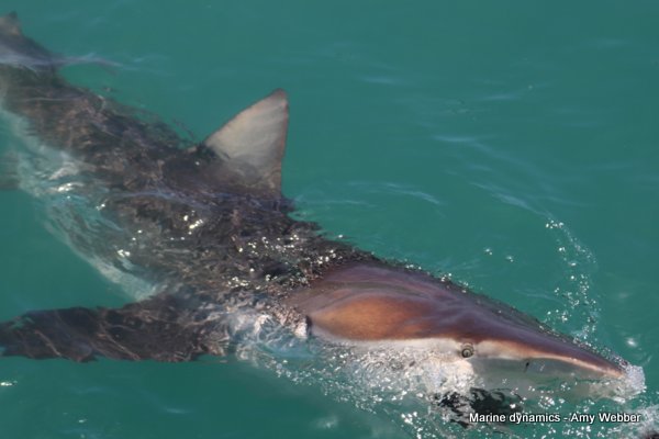 Bronze whaler shark, South Africa