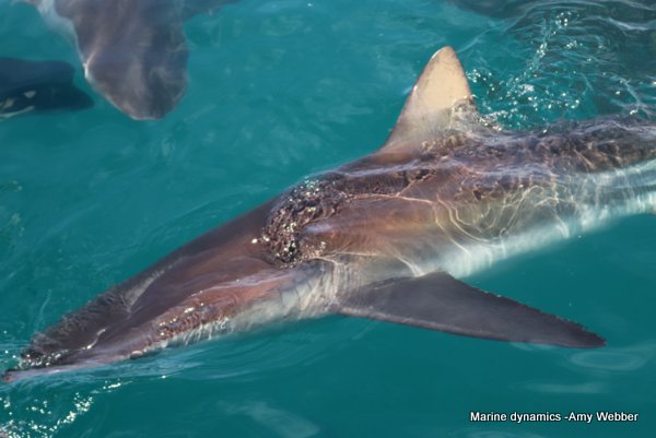 Bronze whaler shark, South Africa