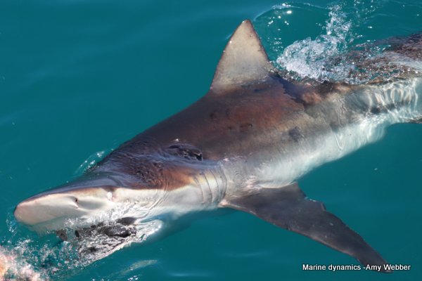 Bronze whaler shark, South Africa