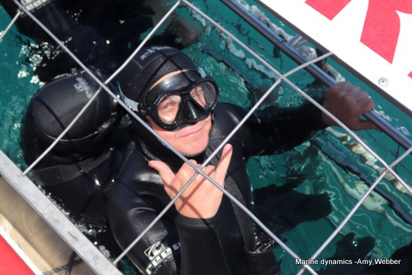 Shark Cage Diving, South Africa
