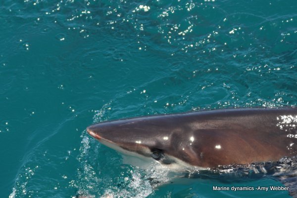 Bronze whaler shark, South Africa