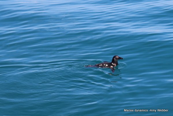African Penguin, South Africa
