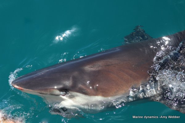 Bronze whaler shark, South Africa