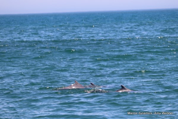 Humpback dolphin, South Africa