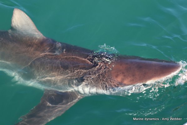 Bronze whaler shark, South Africa