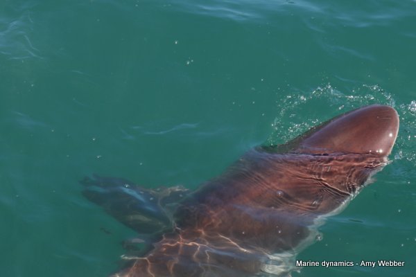 Bronze whaler shark, South Africa