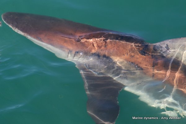 Bronze whaler shark, South Africa