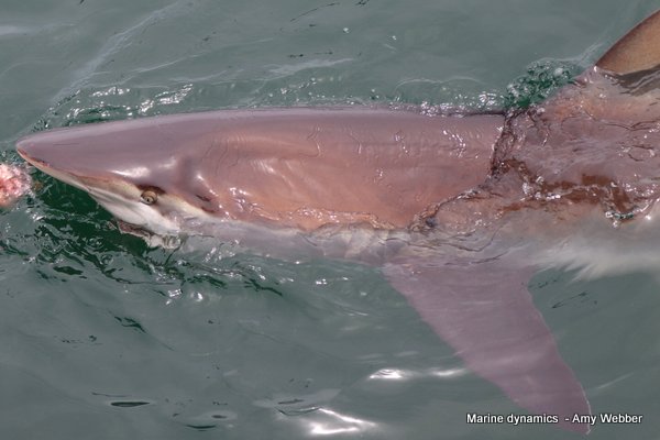Bronze whaler shark, South Africa