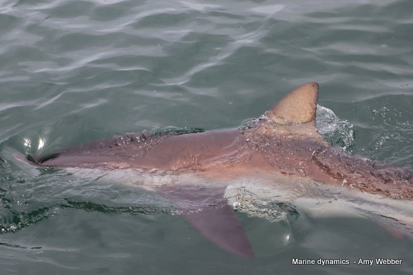 Bronze whaler shark, South Africa