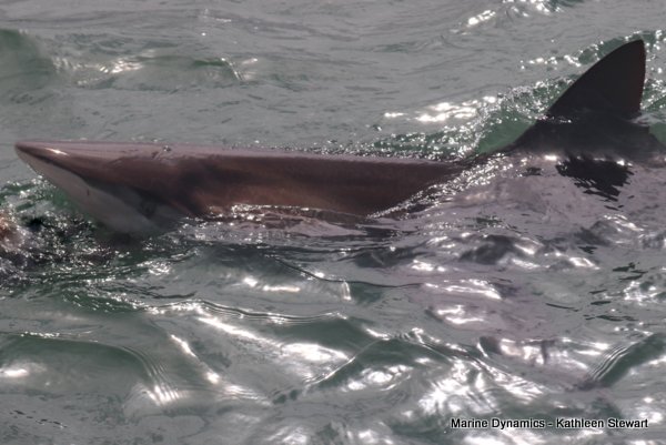 Bronze whaler shark, South Africa