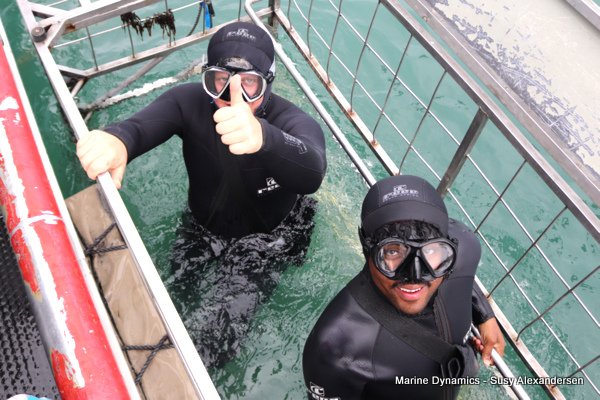 Shark cage diving, Gansbaai, Western Cape