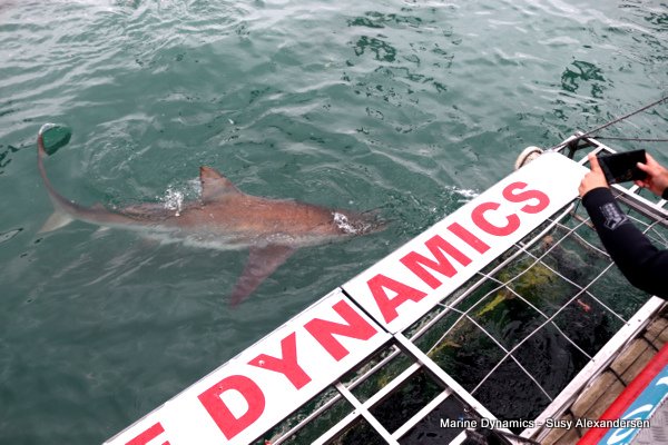 Bronze whaler shark, Shark cage diving, Gansbaai, Western Cape