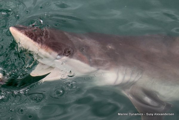 Bronze whaler shark, Shark cage diving, Gansbaai, Western Cape