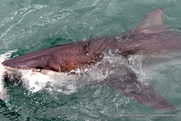 Bronze whaler shark, Shark cage diving, Gansbaai, Western Cape