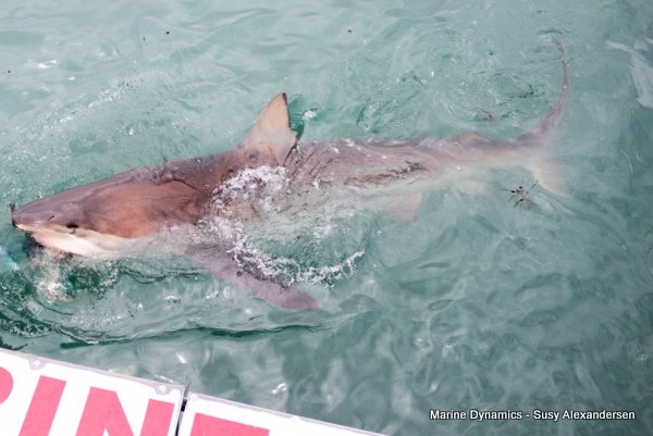 Bronze whaler shark, Shark cage diving, Gansbaai, Western Cape