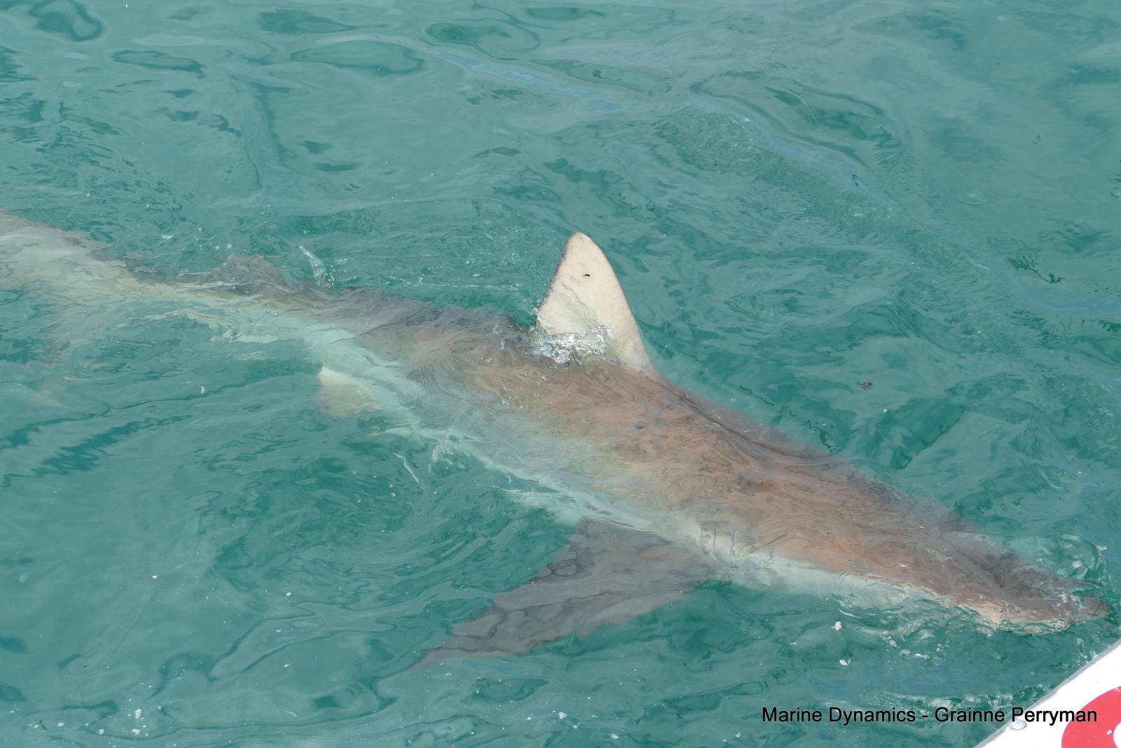 Bronze whaler shark, Shark cage diving, Gansbaai, Western Cape