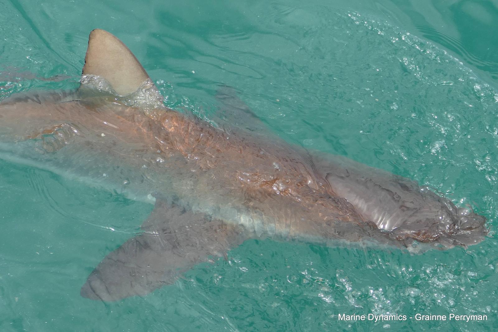 Bronze whaler shark, Shark cage diving, Gansbaai, Western Cape