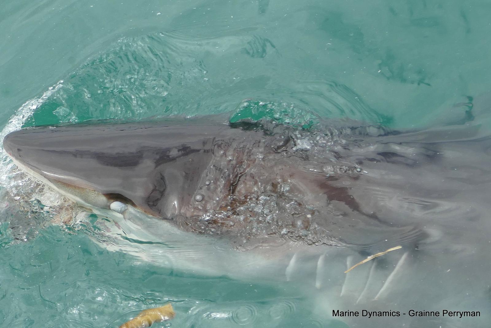 Bronze whaler shark, Shark cage diving, Gansbaai, Western Cape