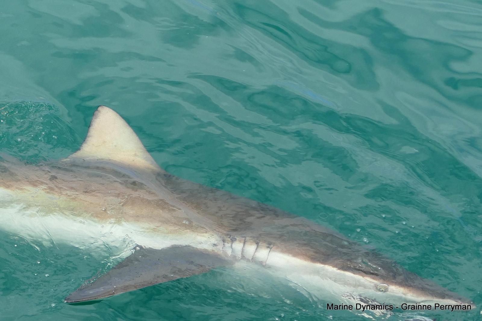 Bronze whaler shark, Shark cage diving, Gansbaai, Western Cape