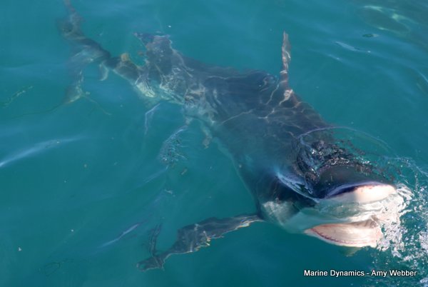 Bronze whaler shark, Shark cage diving, Gansbaai, Western Cape