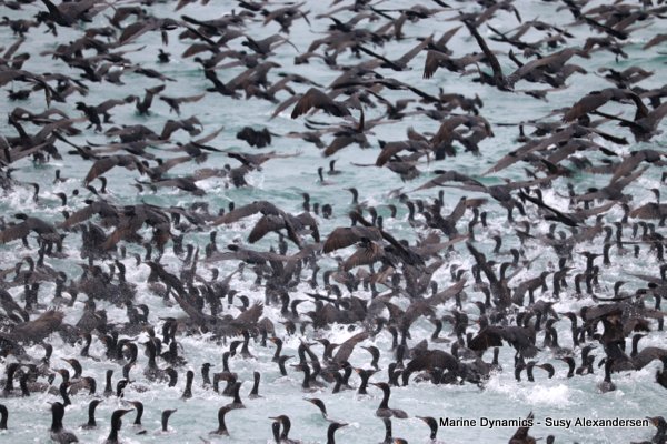 Cape Comorants, Shark cage diving, Gansbaai, Western Cape