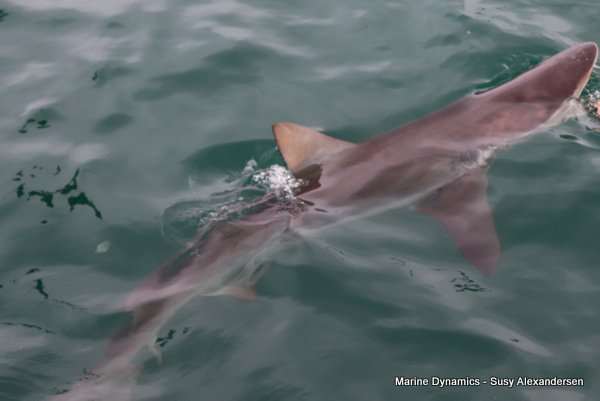 Bronze whaler shark, Shark cage diving, Gansbaai, Western Cape