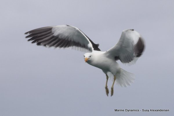 Kelp Gull, Shark cage diving, Gansbaai, Western Cape