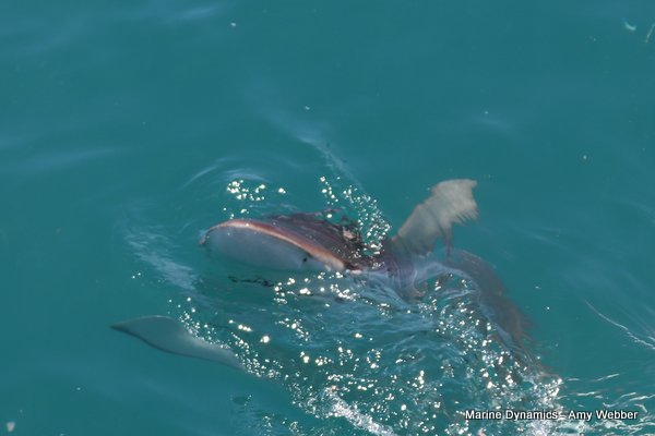 Bronze whaler shark, Shark cage diving, Gansbaai, Western Cape