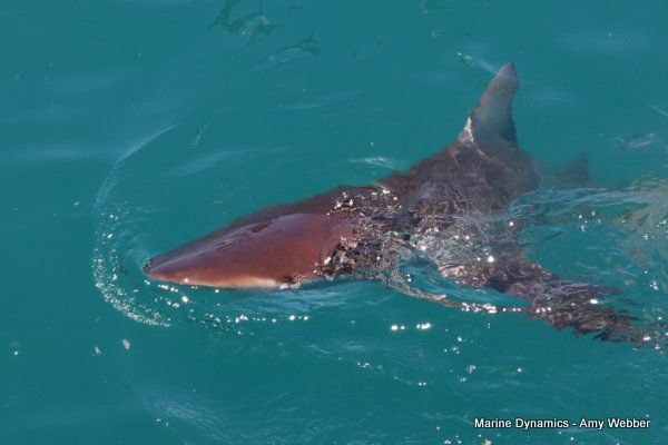 Bronze whaler shark, Shark cage diving, Gansbaai, Western Cape