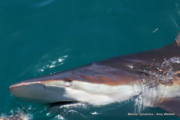Bronze whaler shark, Shark cage diving, Gansbaai, Western Cape
