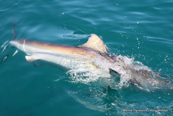 Bronze whaler shark, Shark cage diving, Gansbaai, Western Cape