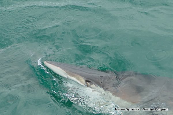 Bronze whaler shark, Shark cage diving, Gansbaai, Western Cape