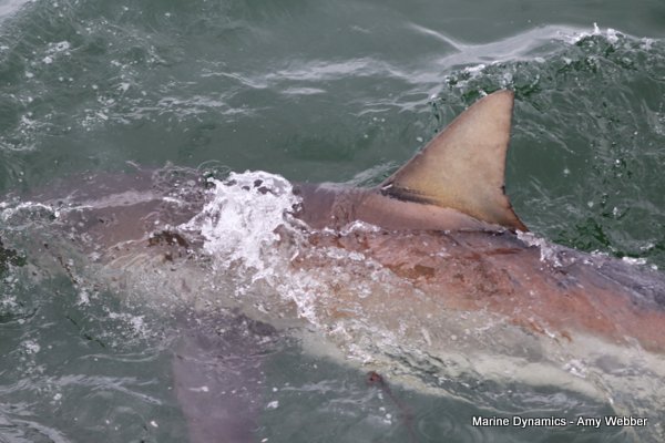 Bronze whaler shark, Shark cage diving, Gansbaai, Western Cape