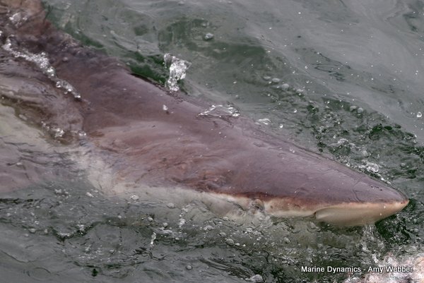 Bronze whaler shark, Shark cage diving, Gansbaai, Western Cape