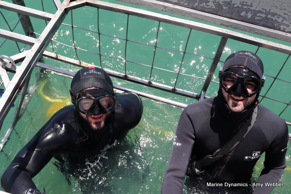 Shark Cage Diving, South Africa