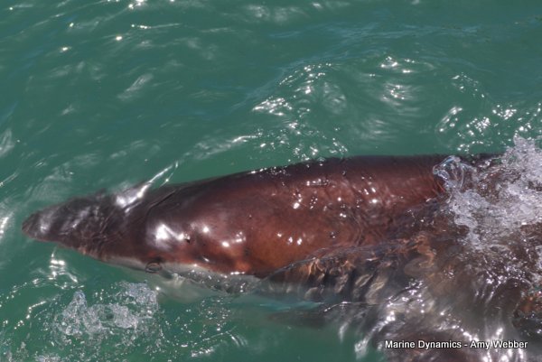 Bronze whaler shark, Shark cage diving, Gansbaai, Western Cape