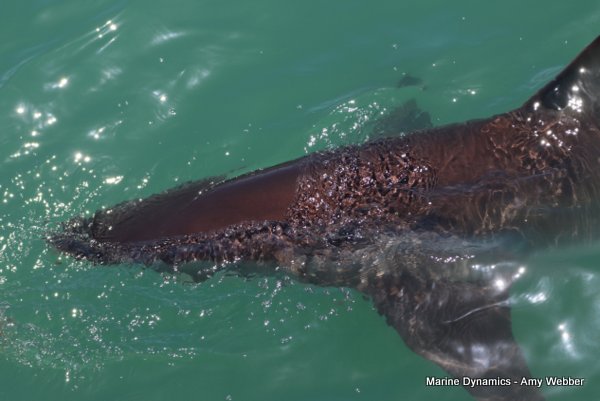 Bronze whaler shark, Shark cage diving, Gansbaai, Western Cape